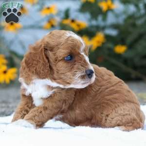 Carli F1B, Cavapoo Puppy